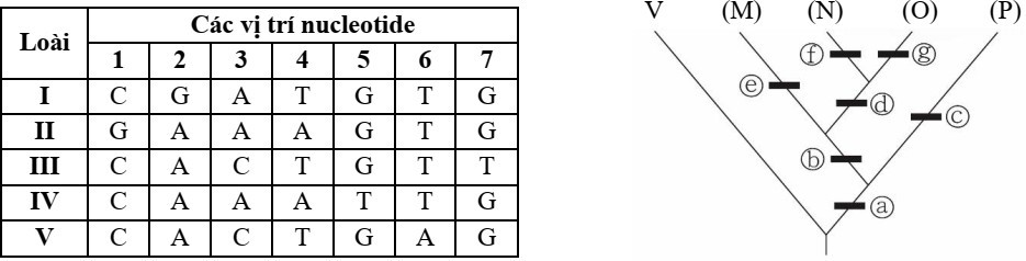 Bảng 2 thể hiện thông tin về các nitrogenous base ở vị trí nucleotide từ (1) đến (7) của một gene, qua đó có thể xác định mối quan hệ phát sinh chủng loài giữa các loài sinh vật I đến V, trong đó loài V là loài gốc (ảnh 1)