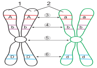 Hình bên mô tả cấu trúc trong nhân tế bào.Có bao nhiêu nhận định dưới đây đúng với hình này? I. [1] là hai chromatid chị em.  (ảnh 1)