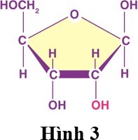 Hình 3 mô tả phân tử đường- một trong ba thành phần của đơn phân cấu tạo nên nucleotide, phân tử đường này là A. deoxyribose.	B. fructose. C. maltose.	D. ribose. (ảnh 1)