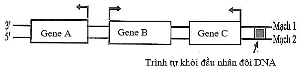 Hình bên mô tả sơ đồ 3 gene A, B, C cùng nằm trên một phân tử DNA ở một loài vi khuẩn. Mũi tên ở mỗi gene chỉ vị trí bắt đầu phiên mã và hướng phiên mã của gene đó. Theo lí thuyết, phát biểu nào sau đây sai? (ảnh 1)