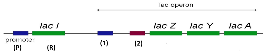 Hình bên mô tả cấu trúc của operon lac theo Monod và Jacob:   Theo mô hình này thì chú thích (2) là nơi 	A. protein ức chế bám vào.	B. tổng hợp protein ức chế.	 C. tổng hợp enzyme phân giải protein.	D. RNA polymerase bám vào.	  (ảnh 1)