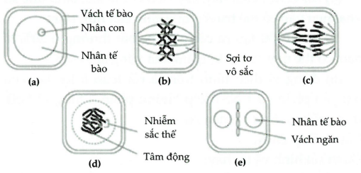 Khi quan sát quá trình phân bào của một tế bào sinh dưỡng ở một loài sinh vật, một học sinh đã vẽ lại sơ đồ sau:   Có các phát biểu sau đây: (ảnh 1)