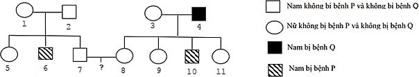 Phả hệ của một gia đình được thể hiện như hình:  Phân tích thành phần gene của các thành viên trong một gia đình qua phả hệ thu được kết quả như bảng.  (ảnh 1)