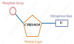 Loại đơn phân nào của nucleic acid có cấu tạo sai?       A	         B       C	      D (ảnh 2)