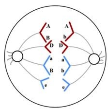 Phân tích hình bên  về một giai đoạn trong quá trình phân bào của một tế bào lưỡng bội (2n) bình thường (tế bào M) trong cơ thể đực ở một loài. (Biết đột biến nếu có chỉ xảy ra ở một giai đoạn của quá trình phân bào).  (ảnh 1)
