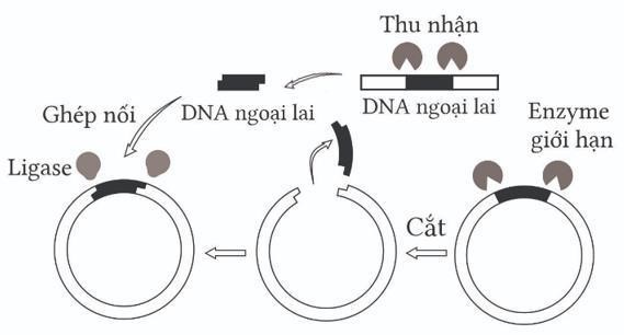 Hình bên mô tả một giai đoạn nào của quy trình công nghệ gene để tạo giống sinh vật biến đổi gene? (ảnh 1)
