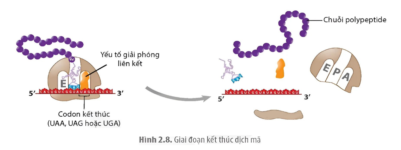 Câu 1. Cho các giai đoạn trong quá trình dịch mã trong tế bào chất ở một sinh vật mô tả theo hình: (ảnh 3)