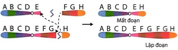 Hình sau đây mô tả cơ chế dẫn đến hai dạng đột biến cấu trúc NST.   Cơ chế dẫn đến các dạng đột biến này là sự trao đổi chéo (ảnh 1)