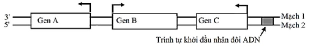 Một nhóm nghiên cứu thực hiện thí nghiệm để kiểm chứng mô hình nhân đôi DNA ở vùng nhân của tế bào nhân sơ. Họ đã nuôi một số vi khuẩn E. coli trong môi trường chỉ có nitơ đồng vị nặng 15N. (ảnh 2)
