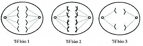 Hình vẽ dưới đây mô tả ba tế bào đang trong quá trình phân bào. Theo quan sát, phát biểu sau đây Đúng hay Sai? (ảnh 1)