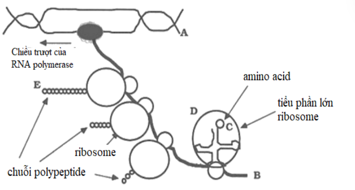 Hình bên mô tả cơ chế biểu hiện thông tin di truyền ở vi khuẩn Ecoli, một loài vi khuẩn sống trong đường tiêu hoá của người. (ảnh 1)
