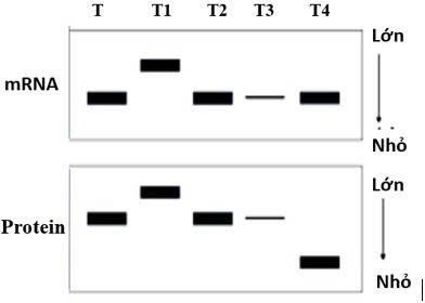 Một nhà khoa học xử lí đột biến ở gene T của chuột túi Wallaby thu được 4 allele đột biến T1, T2, T3, T4.  (ảnh 1)