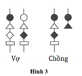 Hình 3 mô tả cặp NST giới tính ở vợ và chồng, các kí hiệu hình học tượng trưng cho các allele nằm trên NST.  (ảnh 1)