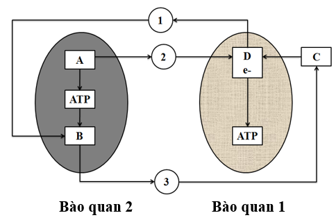 Sơ đồ sau m&ocirc; tả c&aacute;c qu&aacute; tr&igrave;nh sinh học diễn ra trong c&aacute;c b&agrave;o quan ở một tế b&agrave;o thực vật. Biết rằng A, B, C, D l&agrave; k&iacute; hiệu của c&aacute;c giai đoạn (pha) v&agrave; (1), (2), (3) l&agrave; k&iacute; hiệu của c&aacute;c chất được tạo ra. (ảnh 1)