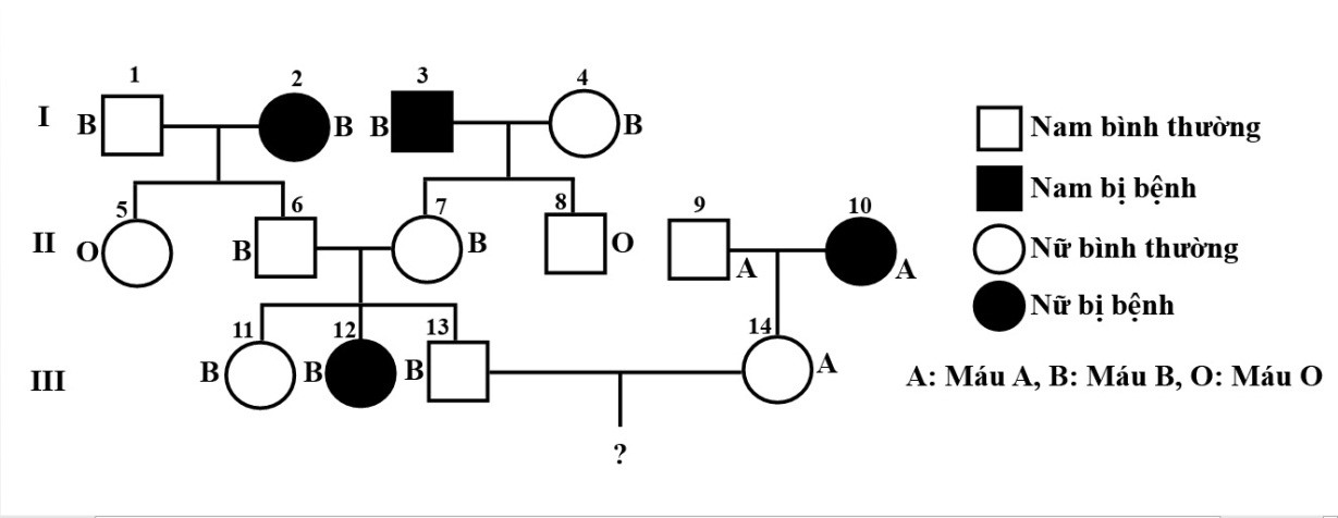 Ở người, tính trạng nhóm máu do một gen có 3 alen quy định: alen IA quy định nhóm máu A, alen IB quy định nhóm máu B đều trội hoàn toàn so với alen IO quy định nhóm máu O.  (ảnh 1)