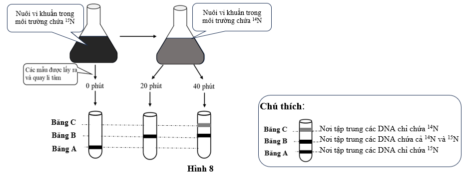 Tại viện công nghệ California, Matthew Meselson và Franklin Stahl đã nuôi cấy tế bào E.coli qua một số thế hệ trong môi trường chứa các nucleotide tiền chất được đánh dấu bằng đồng vị phóng xạ   (ảnh 1)