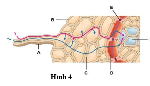 Hình 4 thể hiện cấu trúc cắt ngang của rễ cây.    Tế bào nội bì tương ứng với vị trí được chú thích bởi chữ cái nào sau đây?  A.  C.	 B.  E.	 C.  F.	 D.  D. (ảnh 1)