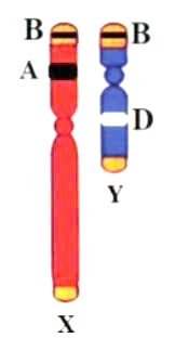 Các gene trên cặp nhiễm sắc thể (NST) giới tính XY có thể nằm trên vùng tương đồng hoặc vùng không tương đồng. Có 3 gene A, B, D nằm trên NST giới tính XY như Hình 3. Quan sát Hình 3 và cho biết phát biểu nào sai? (ảnh 1)