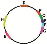 Ở một loài vi khuẩn, trên phân tử DNA nằm ở vùng nhân có các gene E, F, G, H, K, R, trong đó các gene cấu trúc E, F, G  (ảnh 1)