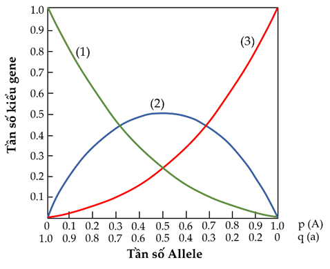Đồ thị bên biểu diễn mối quan hệ giữa tần số các kiểu gene AA, Aa và aa với tần số allele A và a trong 1 quần thể. Quan sát đồ thị và cho biết có bao nhiêu phát biểu sau đây đúng? (ảnh 1)
