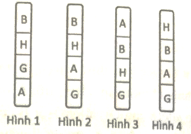 Các gene A, B, G, H cùng nằm trên nhiễm sắc thể số 2 của một loài và khoảng cách giữa chúng được thể hiện trong bảng sau đây: Trong các hình trên, hình số mấy mô tả đúng trật tự sắp xếp của các gene trên nhiễm sắc thể số 2? (ảnh 1)