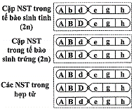 Hình bên thể hiện các NST thuộc cùng một cặp NST tương đồng của một loài động vật ở tế bào sinh tinh, tế bào sinh trứng đều có bộ NST 2n bình thường  (ảnh 1)