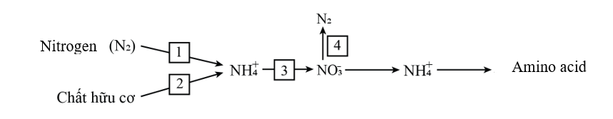 Sơ đồ dưới đây cho thấy quá trình đồng hóa Nitrogen ở thực vật. Chú thích nào sau đây đúng? Chú thích nào sau đây đúng? (ảnh 1)