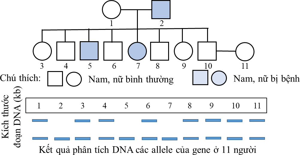 Hình dưới đây mô tả sơ đồ phả hệ một bệnh di truyền ở người, bệnh do một trong hai allele của một gene quy định. (ảnh 1)