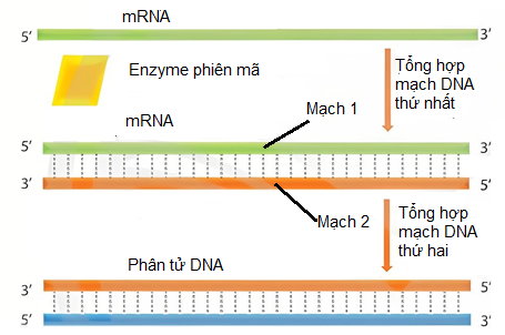 Hình vẽ mô tả cơ chế di truyền của một sinh vật, hãy cho biết nhận định sau đây đúng hay sai? (ảnh 1)