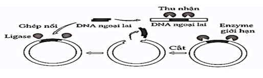 Câu 11.	Hình sau mô tả giai đoạn nào sau đây của quy trình công nghệ gene để tạo giống sinh vật biến đổi gene? (ảnh 1)