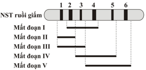 Câu 5.	Hình dưới đây mô tả một đoạn NST từ tế bào tuyến nước bọt của ấu trùng ruồi giấm có 6 băng (kí kiệu từ 1 đến 6) tương ứng với 6 locus gene khác nhau chưa biết trật tự trên NST (ảnh 1)