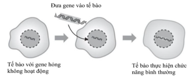 Liệu pháp gene là phương pháp sử dụng gene để điều trị hoặc ngăn ngừa bệnh tật. Hình bên thể hiện một số nguyên lí trong liệu pháp gene. Gene được đưa vào trong tế bào có thể là các gene nào sau đây? (ảnh 1)