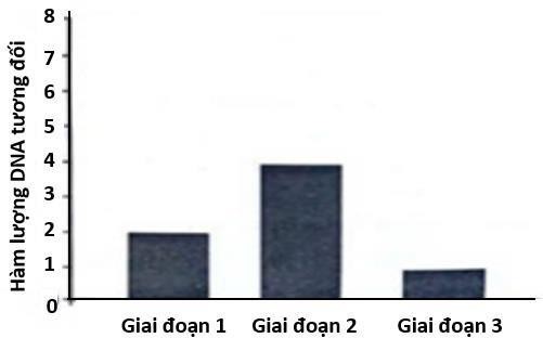 Quan s&aacute;t qu&aacute; tr&igrave;nh ph&acirc;n b&agrave;o của một tế b&agrave;o c&oacute; kiểu gene AaBb, người ta đo được h&agrave;m lượng DNA trong nh&acirc;n tế b&agrave;o qua c&aacute;c giai đoạn được thể hiện ở biểu đồ như h&igrave;nh b&ecirc;n. Biết qu&aacute; tr&igrave;nh ph&acirc;n b&agrave;o xảy ra b&igrave;nh thường. (ảnh 1)