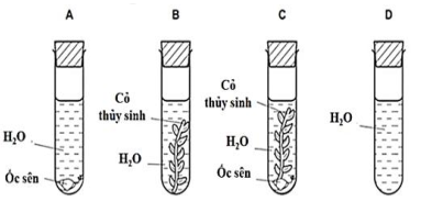 Bốn ống nghiệm được thiết lập như trong sơ đồ bên dưới và để dưới ánh sáng mặt trời đầy đủ. (ảnh 1)