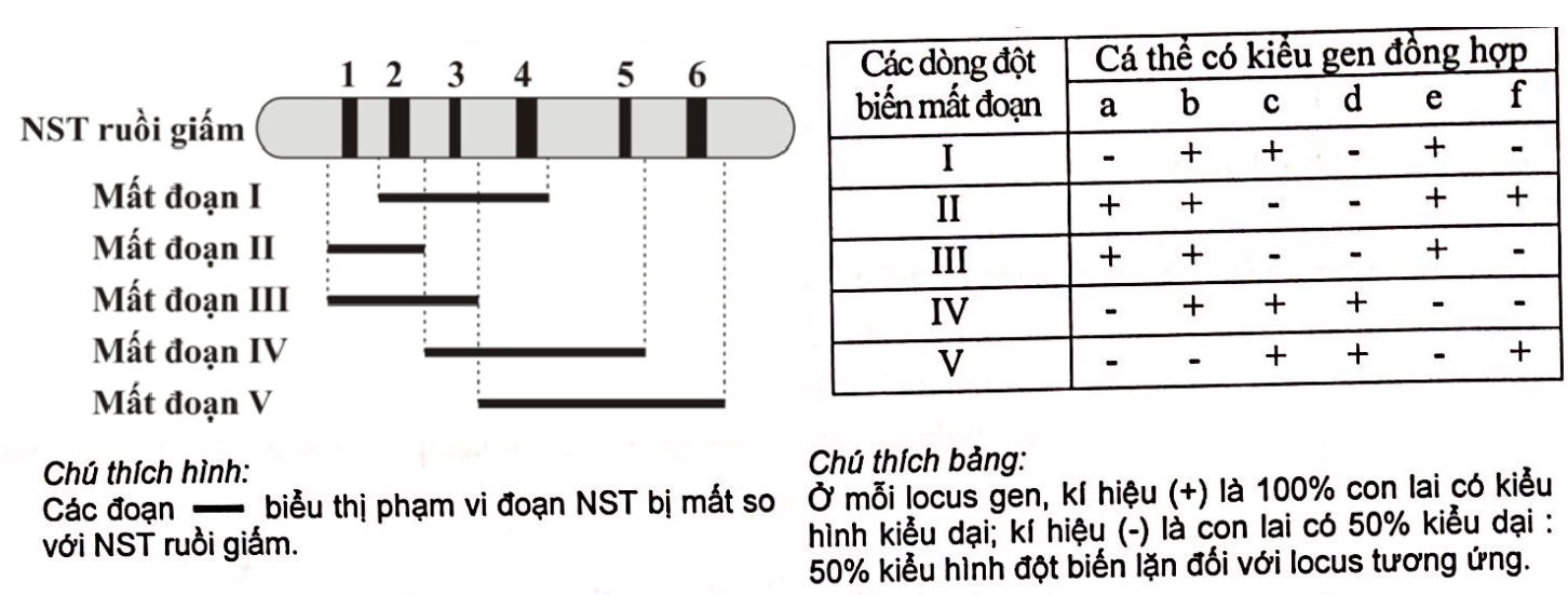 Hình A mô tả một đoạn NST từ tế bào tuyến nước bọt của ấu trùng ruồi giấm có 6 băng (kí kiệu từ 1 đến 6) tương ứng với 6 locus gene khác nhau chưa biết trật tự trên NST (kí hiệu từ A đến F). (ảnh 1)