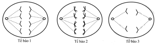 Hình vẽ sau đây mô tả ba tế bào bình thường của các cơ thể dị hợp tử đang ở kỳ sau của quá trình phân bào. Phát biểu nào sau đây là sai ? (ảnh 1)