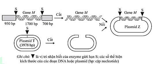 Công nghệ DNA tái tổ hợp đã có nhiều thành tựu đột phá, như tạo sinh vật biến đổi gene. Hình bên thể hiện các bước tạo DNA tái tổ hợp; trong đó, gene M của một loài nấm sợi được nối với vector plasmid T (ảnh 1)
