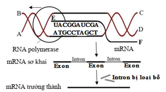 Hình ảnh sau đây mô tả về một cơ chế di truyền ở cấp độ phân tử: Nhận định nào sau đây chính xác về hình trên? (ảnh 1)