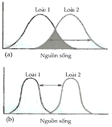 Quan sát biểu đồ hai loài chim di cư đến sống trên cùng một đảo, ban đầu người ta ghi nhận được ổ sinh thái của 2 loài theo hình (a), sau một thời gian sinh sống người ta ghi nhận được ổ sinh thái của 2 loài theo hình (b). (ảnh 1)