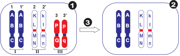 Hình sau đây mô tả đột biến NST. Biết tất cả được hình thành từ cơ thể lưỡng bội bình thường (2n = 6). Có bao nhiêu nhận định nào sau đây đúng? (ảnh 1)