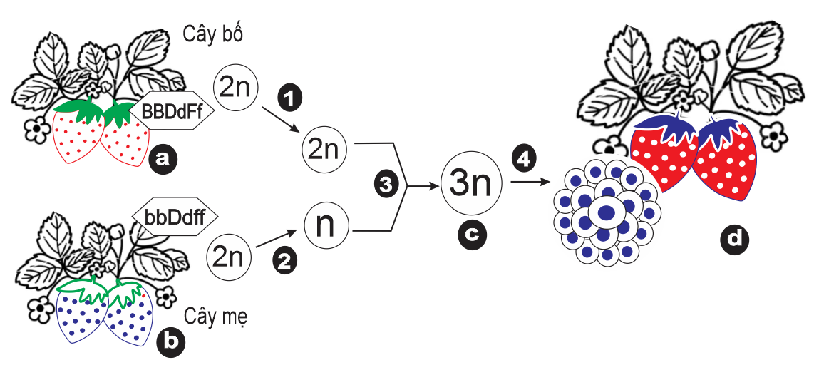 Sơ đồ mô tả ứng dụng đột biến vào tạo giống.    Mỗi nhận định sau đây là Đúng hay Sai về sơ đồ này? (ảnh 1)