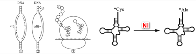 Hình 1 đến 3 là quá trình tổng hợp ba đại phân tử sinh học trong tế bào người. Nếu sử dụng 14C để đánh dấu cysteine (Cys) trong phức hợp cysteine-tRNA in vitro, *Cys-tRNACys  (ảnh 1)