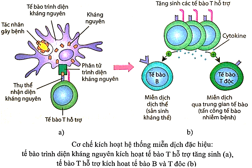 Trình tự các bước diễn ra miễn dịch đặc hiệu là    1. Kháng nguyên được trình diện với tế bào T hỗ trợ là hoạt hóa tế bào T hỗ trợ. (ảnh 1)