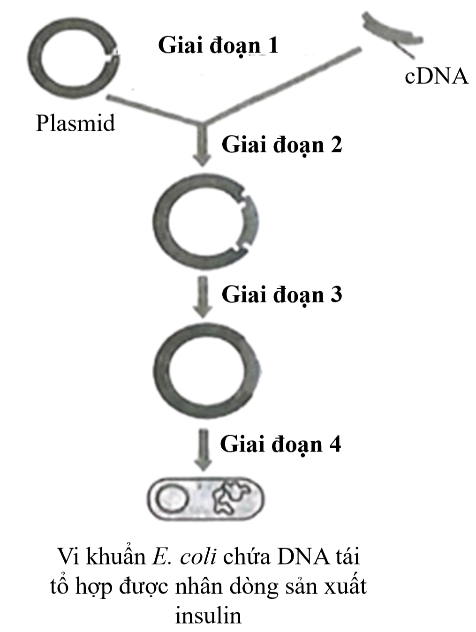 Insulin là hormone điều hoà đường huyết gồm 2 chuỗi polypeptide được mã hoá do 2 gene trên NST thường. Để tổng hợp insulin với sinh khối lớn, gene mã hóa insulin được tổng hợp nhân tạo  (ảnh 1)
