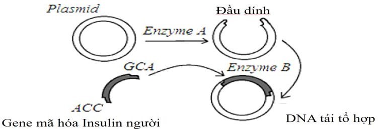 Trong lĩnh vực công nghệ sinh học, việc sản xuất insulin nhân tạo là một bước đột phá quan trọng trong y học, đặc biệt trong điều trị bệnh tiểu đường.  (ảnh 1)