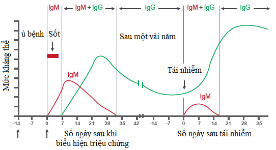 Đồ thịdưới đây mô tả sự thay đổi mức kháng thể của người bị nhiễm SARS-CoV-2. (ảnh 1)