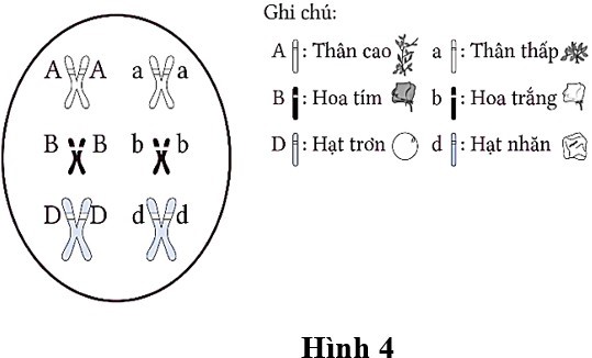 Hình 4 mô tả các tính trạng tương phản và sự sắp xếp NST ở giảm phân, allele quy định tính trạng hoa tím và allele quy định tính trạng nào sẽ không bao giờ xuất hiện trong cùng 1 giao tử,  (ảnh 1)