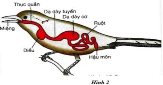 Khi nói về hình thức tiêu hoá của loài chim trong hình bên, nhận định nào sau đây KHÔNG đúng? A. (ảnh 1)