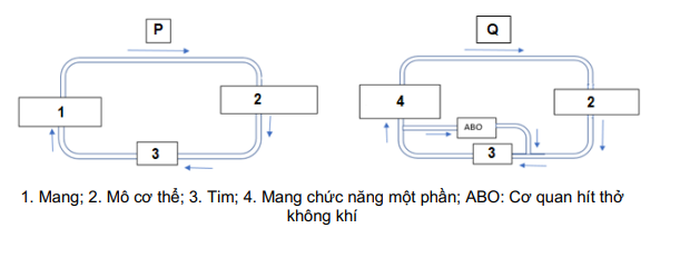 Các hệ tuần hoàn của hai con cá (P và Q) được thể hiện.   Có bao nhiêu nhận định đúng trong các nhận định dưới đây? (ảnh 1)