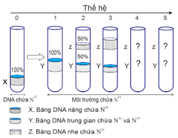 Câu 10:	Một nhóm nghiên cứu thực hiện thí nghiệm để kiểm chứng mô hình nhân đôi DNA ở vùng nhân của tế bào nhân sơ.Họ đã nuôi một số vi khuẩn E.coli trong môi trường chỉ có nitrogen đồng vị năng (N15). (ảnh 1)